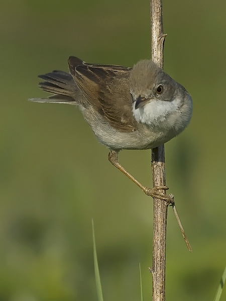 Pensaskerttu, Common Whitethroat, Sylvia communis